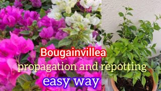 Easy way to grow bougainvillea plant simple method of propagating bougainvillea  Fastest way to bv [upl. by Nireves]