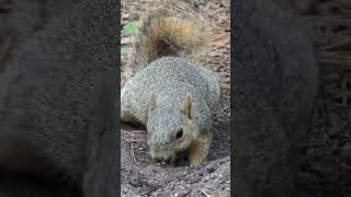 Fox Squirrel rolls around and eats dirt [upl. by Adaven456]