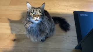 HUGE Maine Coon Cat Talking [upl. by Justina]