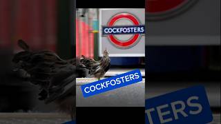 COCKFOSTERS The challenge has been accepted Heres some pun photography at Cockfosters tube station [upl. by Way]