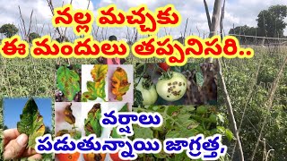 వర్షాలు పడుతున్నాయి జాగ్రత్త నల్ల మచ్చకు ఈ మందులు తప్పనిసరిGraduateFarmervyas [upl. by Yerahcaz834]