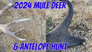 DOUBLE DOWN  2024 Wyoming Mule Deer amp Antelope Hunts [upl. by Tibbitts466]