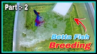 Part  2 🤩 How to Breed Betta Fish Step by Step 🤩  Successful Betta Fish Breeding Tutorial at Home [upl. by Ojoj]