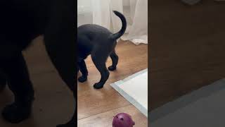 Meet My Black Labrador Puppy Archie 🫶 [upl. by Ibib]