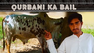 QURBANI KA BAIL  6 Lac Ka Qurbani Ka Janwar  Mr Salu Vlog [upl. by Nuyh437]