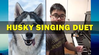 Husky Piano Duets  Best Singing Dog videos Shorts [upl. by Fauman]