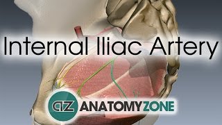 Internal Iliac Artery [upl. by French]