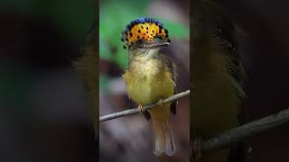 Mosquero Real Onychorhynchus coronatus biologia zoologia aves [upl. by Nyvar]