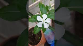 NoyonTara🥰 song bollywood music dance newsong flowers gardenseries tamilbgm bgmofficial [upl. by Rexer]