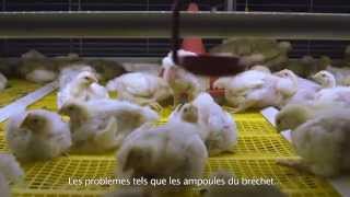 FR Système colonie BroMaxx® pour poulets de chair [upl. by Yeldahc]