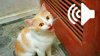 1 HOUR REAL CAT IN HEAT MEOWING MATE CALLING  PRANK YOUR PETS [upl. by Whitebook213]