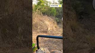 Morning Amazing sighting 3 tigers in tadoba  Andhari [upl. by Kyle73]