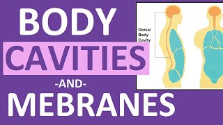 Body Cavities and Membranes Dorsal Ventral Anatomy and Physiology [upl. by Horne]