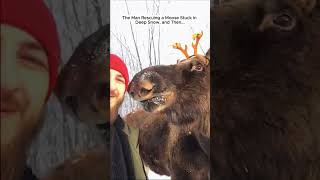 The man rescuing a Moose Stuck in Deep Snow moose bullmoose short [upl. by Bonaparte564]