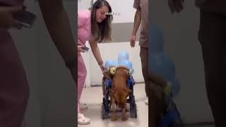 Campanha busca ajuda para tratamento de cão que ficou paraplégico após atropelamento [upl. by Anayhd964]