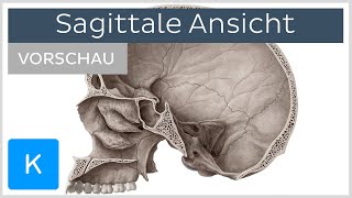 Schädel Sagittale Ansicht Vorschau  Kenhub [upl. by Rickie]