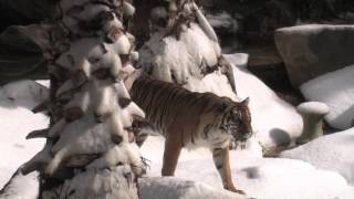 Snow Days at the Los Angeles Zoo [upl. by Terrance238]