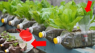 How To Grow Vegetables At Home Simple And Effective [upl. by Cirred]