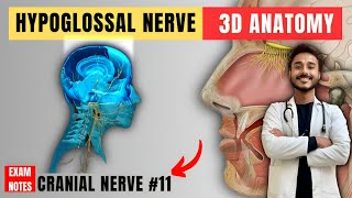 hypoglossal nerve anatomy  12th nerve anatomy  cranial nerve anatomy [upl. by Brazee522]