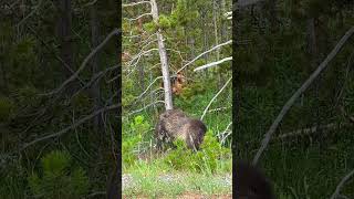 Touron harasses Yellowstone Grizzly Bear with illegal drone [upl. by Jeconiah]