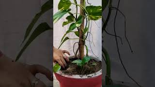 pothos plant  growing gardeningytshorts 🌿 [upl. by Nipsirc855]