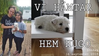 VI HÄMTAR HEM VÅRAN VALP HUGO [upl. by Yesnil]