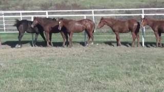 Mechanic Weanlings 2015 [upl. by Nade]