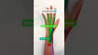 🛟 6 Dorsal Compartments of the Wrist🛟 [upl. by Burnard]