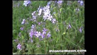 Phlox divaricata Wild Blue Phlox [upl. by Studner]