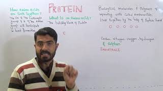 Protein Amino acids Lec7 Ch2 Peptide Bond Importance of Protein C in Urdu Hindi By Dr AHadi [upl. by Nowd]