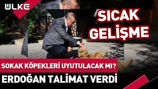 Sokak Köpekleri Uyutulacak mı Cumhurbaşkanı Erdoğan Talimat Verdi Bakım Evi Kuruluyor haber [upl. by Darach911]