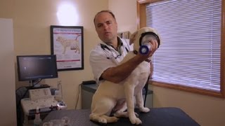 How to Administer an Inhaler to a Dog  Pet Health [upl. by Nwahs]