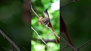 birds breakingnews youtubeshot [upl. by Amuh]