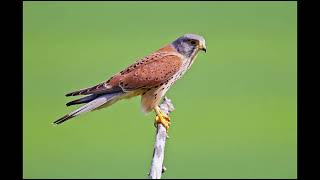 Common Kestrel Sounds [upl. by Cerracchio]