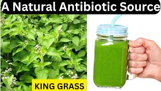 Amazing Benefits of King Grass [upl. by Siward291]