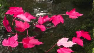 Sahalie Falls  Oregon Oct 12 2013 1080p HD [upl. by Tevlev96]