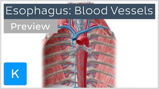 Blood vessels of the esophagus preview  Human Anatomy  Kenhub [upl. by Norraj]