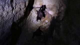 MOVIE Least Sac Winged Bat Balantiopteryx io Emballonuridae Mayan Temple Yaxchilan 31Mar14 [upl. by Aineval]