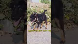 Aggressive Afghan Cuchi Dog [upl. by Baldridge]