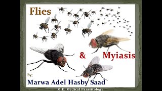 flies amp myiasis lecture by A prof Marwa Hasby year3 traditional 20 21 [upl. by Nowd]