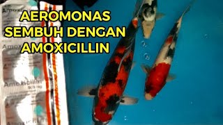 Amoxicillin Bisa Menyembuhkan Koi dari Bakteri Aeromonas [upl. by Vere]