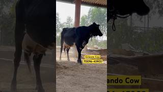 Girlando Cow  Chopra Dairy Farm trending girlando cow punjab 7009645902 [upl. by Ravens555]