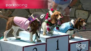 Basset Hound Races at Parx Racing 2023 [upl. by Einahpehs]