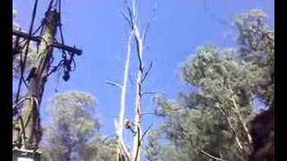 Tree Climbing 2 tree tops by Ace Tree Management [upl. by Franklyn]