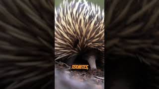 Fascinating Echidnas [upl. by Notlok]