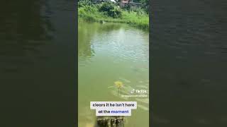 Tilapia 🐠🐠 feeding subscribe like comment cover bobmarley reggae live [upl. by Oilegor]