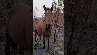 Olha que encontramos alongada no Mato 😅 sitio sitiocomnatureza agroevida [upl. by Toddy]