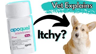 What is Apoquel and Does your Dog Need It Dr Dan Explains [upl. by Perceval]