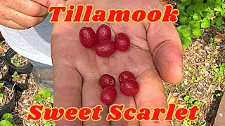 Tillamook amp Sweet Scarlet Goumi Berry — the PERFECT fruiting plant [upl. by Skerl]