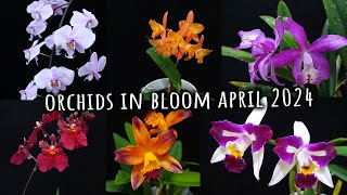 Which one do you like more 🤔 Orchids in Bloom April 2024 [upl. by Charpentier699]